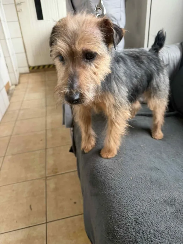 Pies do adopcji, Orzechowce, 17 grudnia 2025 (4/5)