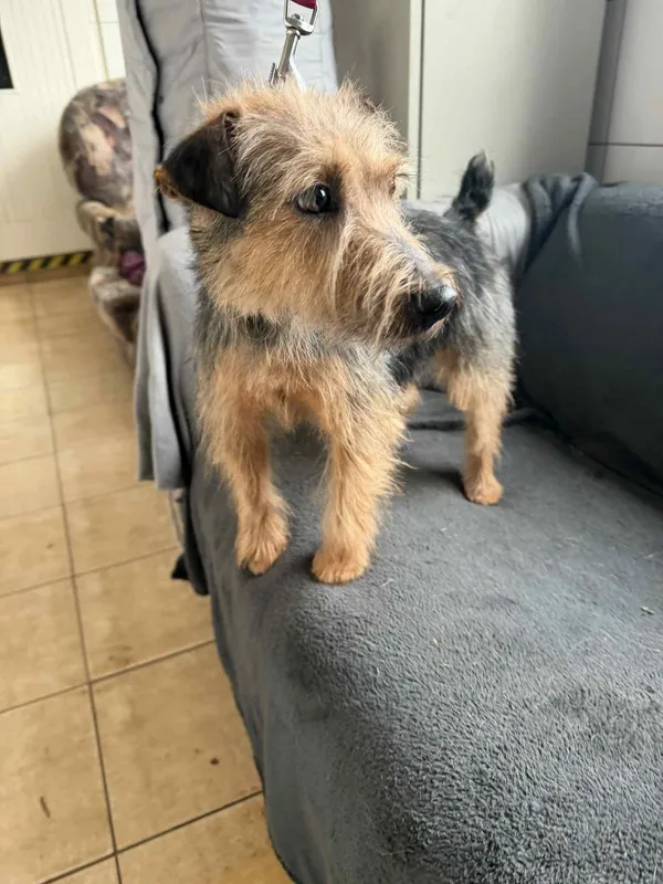 Pies do adopcji, Orzechowce, 17 grudnia 2025 (5/5)