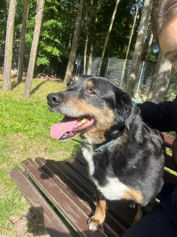 Pies do adopcji, Sopot, 22 grudnia 2025 (1/5)