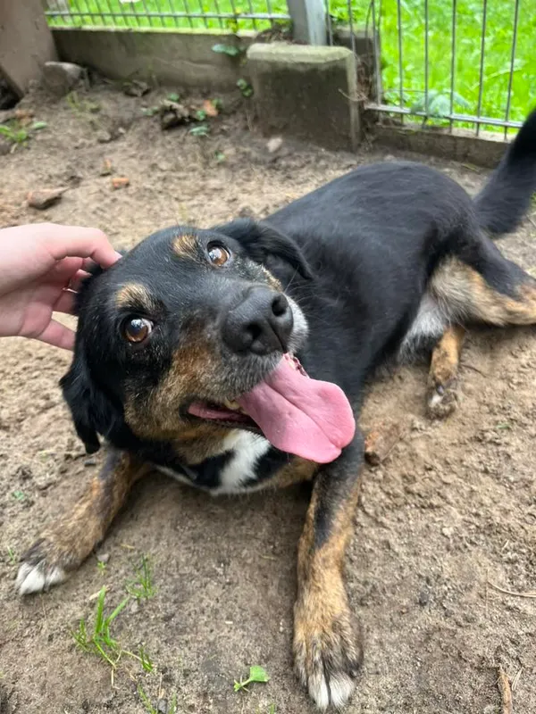 Pies do adopcji, Sopot, 22 grudnia 2025 (2/5)