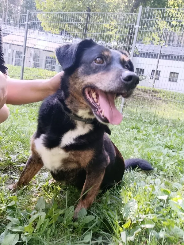 Pies do adopcji, Sopot, 22 grudnia 2025 (3/5)