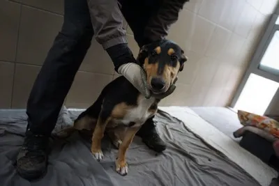 Pies do adopcji, Kraków, 8 grudnia 2025