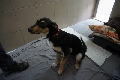 Pies do adopcji, Kraków, 8 grudnia 2025