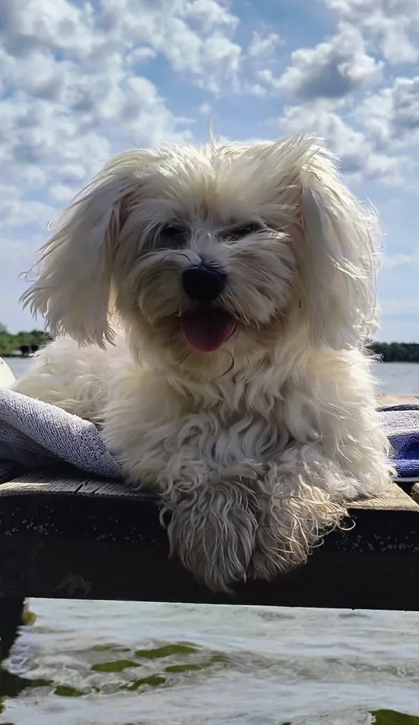 Zaginął pies, Międzyborów, 23 grudnia 2025 (1/3)