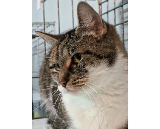 Znaleziono kota, Wrocław, 12 grudnia 2025