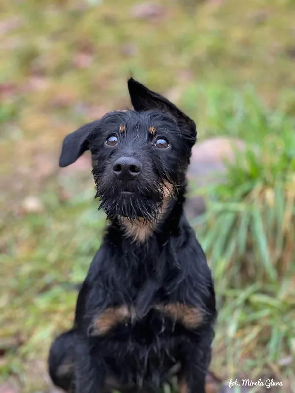 Pies do adopcji, Bydgoszcz, 23 grudnia 2025 (3/5)