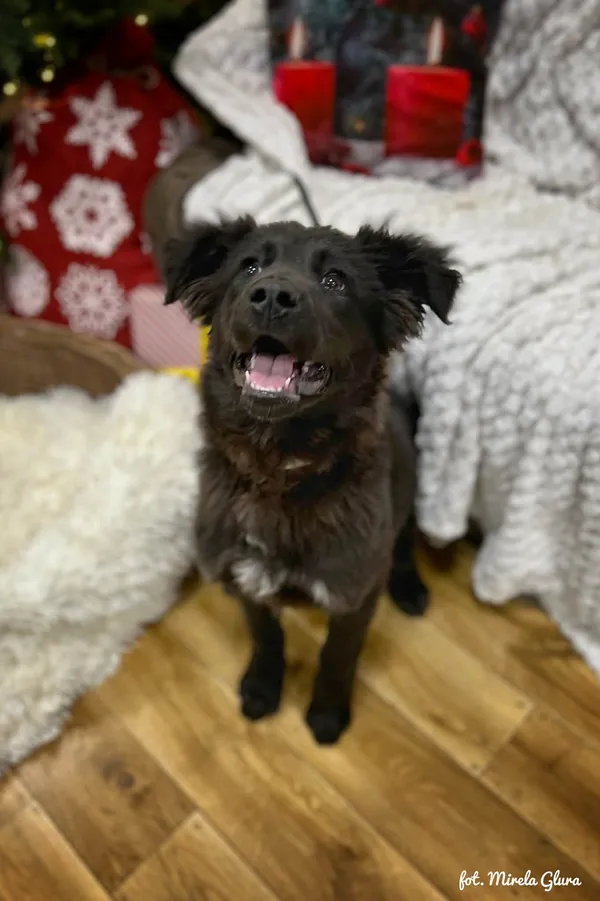 Pies do adopcji, Bydgoszcz, 23 grudnia 2025 (2/5)