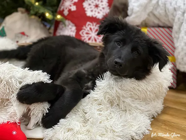 Pies do adopcji, Bydgoszcz, 23 grudnia 2025 (3/5)