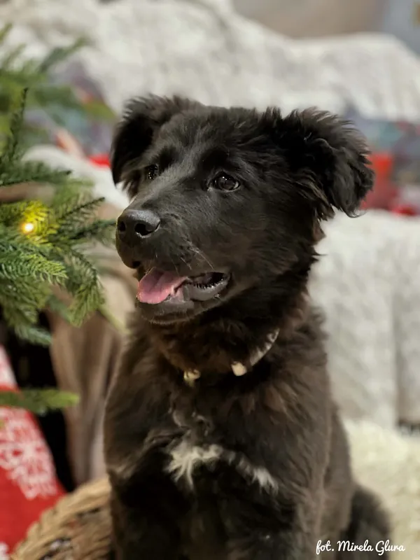 Pies do adopcji, Bydgoszcz, 23 grudnia 2025 (4/5)
