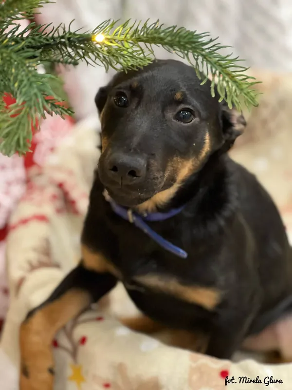 Pies do adopcji, Bydgoszcz, 23 grudnia 2025 (1/5)