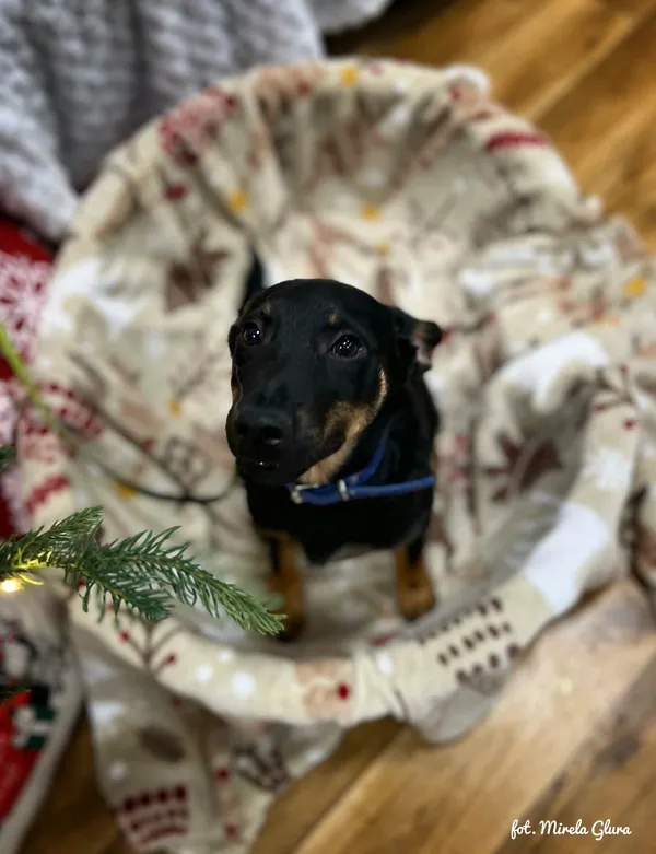 Pies do adopcji, Bydgoszcz, 23 grudnia 2025 (2/5)