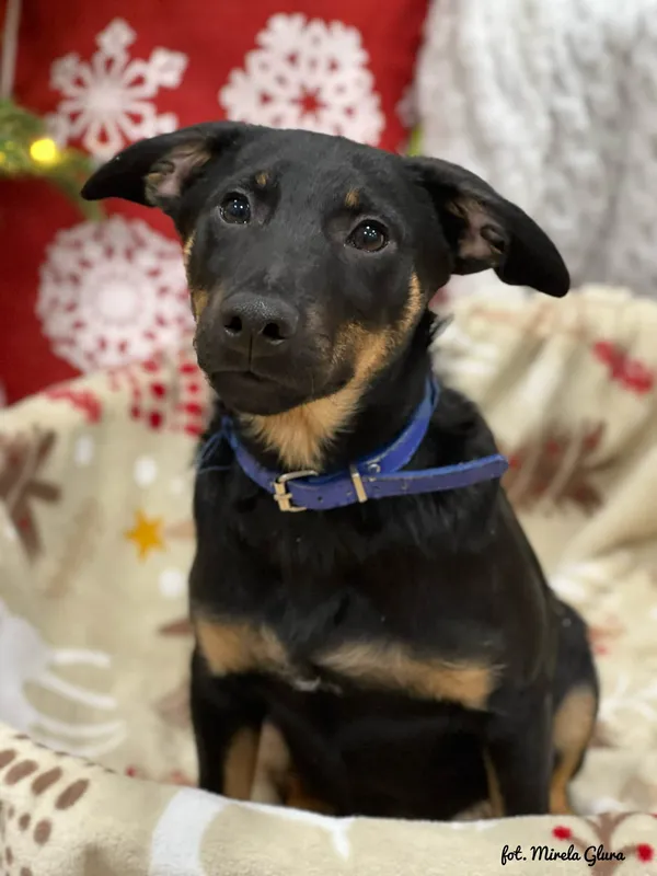 Pies do adopcji, Bydgoszcz, 23 grudnia 2025 (3/5)