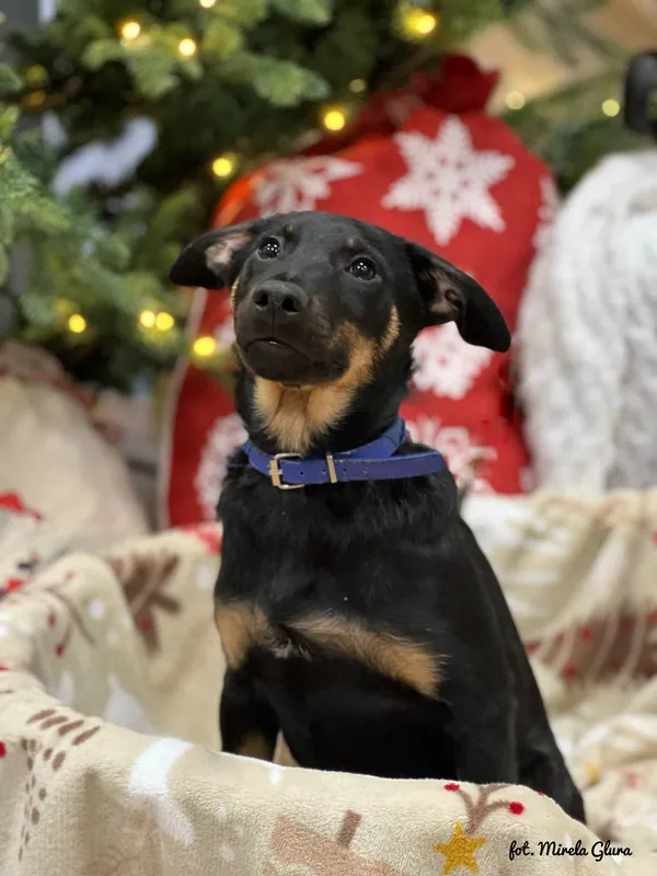 Pies do adopcji, Bydgoszcz, 23 grudnia 2025 (5/5)
