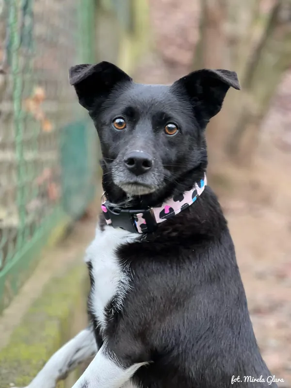 Pies do adopcji, Bydgoszcz, 23 grudnia 2025 (1/5)