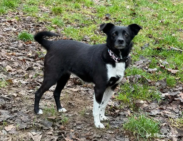 Pies do adopcji, Bydgoszcz, 23 grudnia 2025 (2/5)