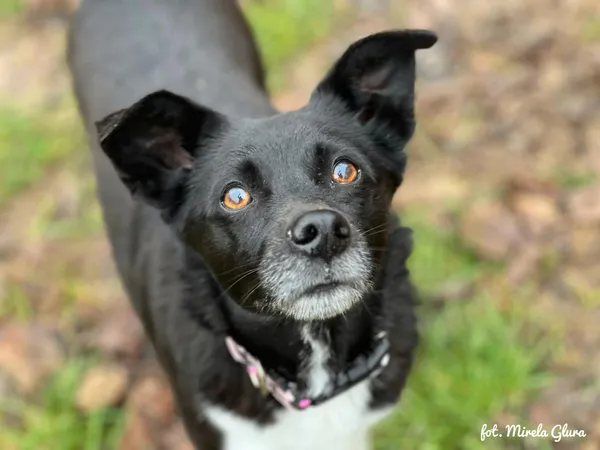 Pies do adopcji, Bydgoszcz, 23 grudnia 2025 (3/5)