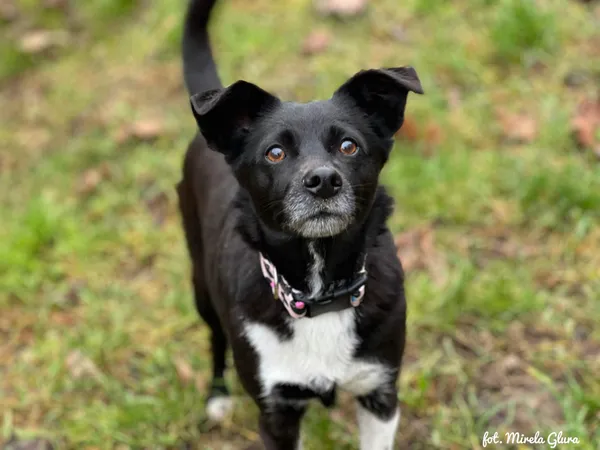 Pies do adopcji, Bydgoszcz, 23 grudnia 2025 (5/5)