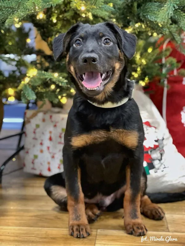 Pies do adopcji, Bydgoszcz, 23 grudnia 2025 (1/5)