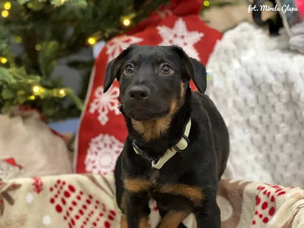 Pies do adopcji, Bydgoszcz, 23 grudnia 2025 (2/5)