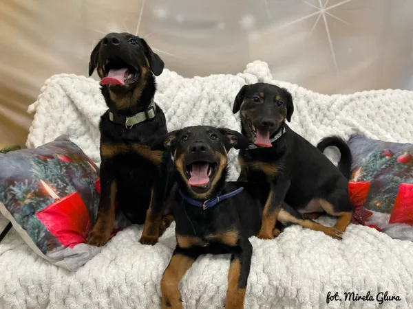 Pies do adopcji, Bydgoszcz, 23 grudnia 2025 (4/5)