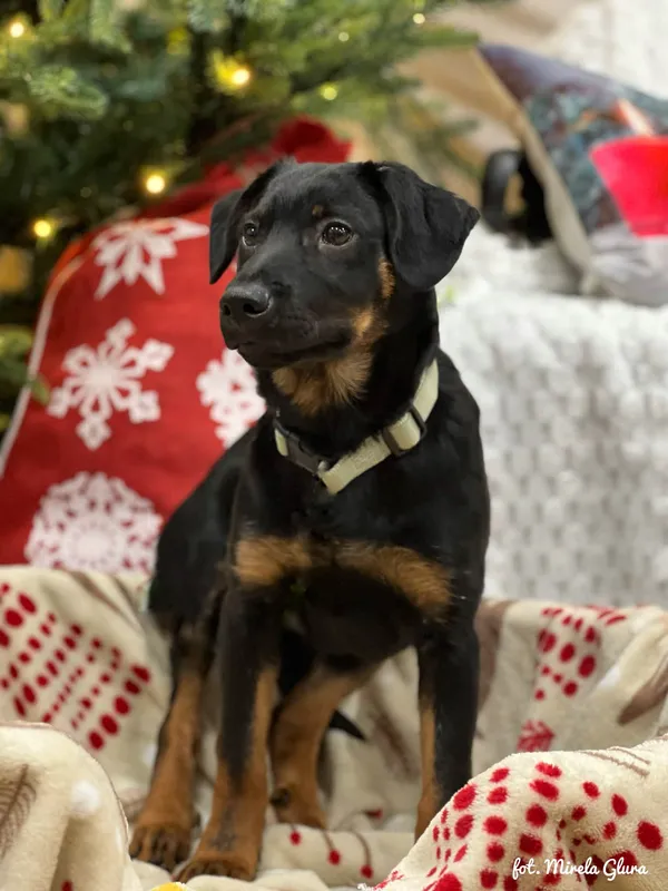 Pies do adopcji, Bydgoszcz, 23 grudnia 2025 (5/5)