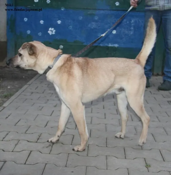 Pies do adopcji, Nowy Dwór Mazowiecki, 23 grudnia 2025 (4/5)