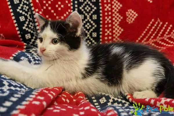 Kot do adopcji, Racławice, 22 grudnia 2025 (1/3)