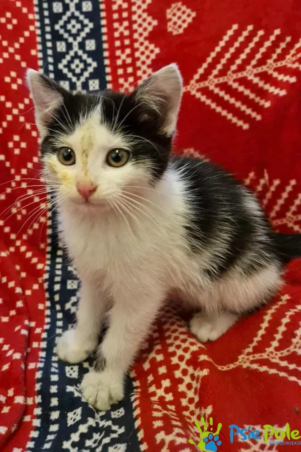 Kot do adopcji, Racławice, 22 grudnia 2025 (2/3)