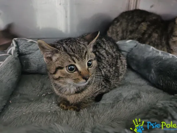 Kot do adopcji, Racławice, 19 grudnia 2025 (1/3)