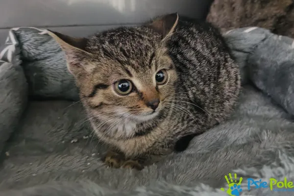 Kot do adopcji, Racławice, 19 grudnia 2025 (2/3)