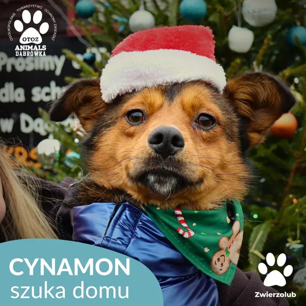 Pies do adopcji, Dąbrówka, 23 grudnia 2025 (1/4)