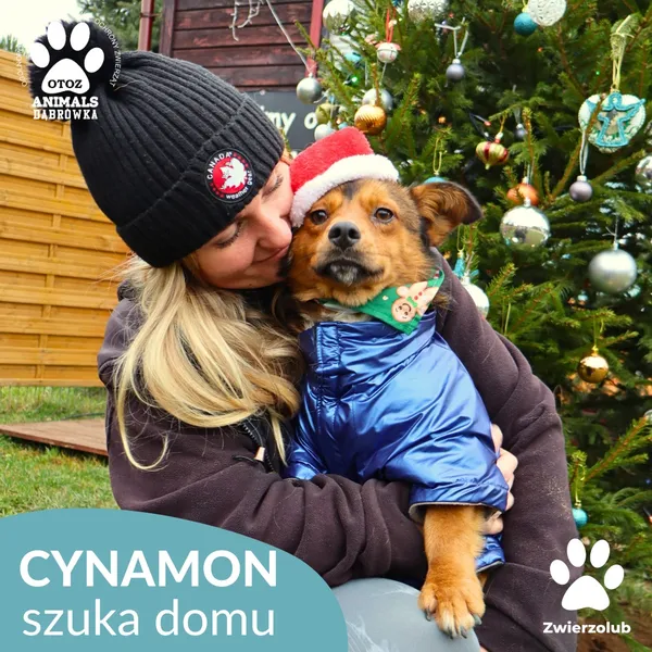 Pies do adopcji, Dąbrówka, 23 grudnia 2025 (2/4)