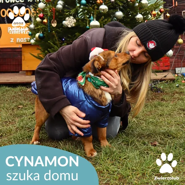 Pies do adopcji, Dąbrówka, 23 grudnia 2025 (3/4)