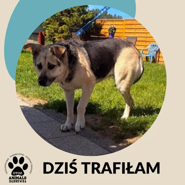 Pies do adopcji, Dąbrówka, 23 czerwca 2026