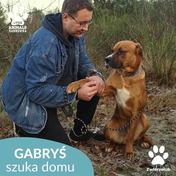 Pies do adopcji, Dąbrówka, 23 grudnia 2025 (3/4)