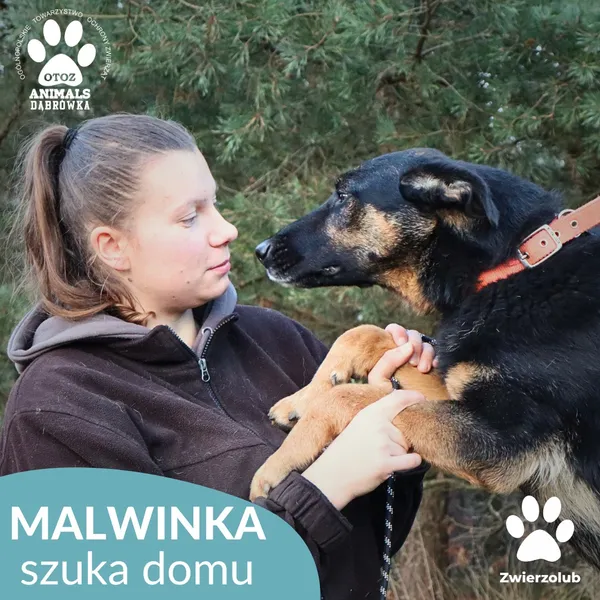 Pies do adopcji, Dąbrówka, 23 grudnia 2025 (1/4)