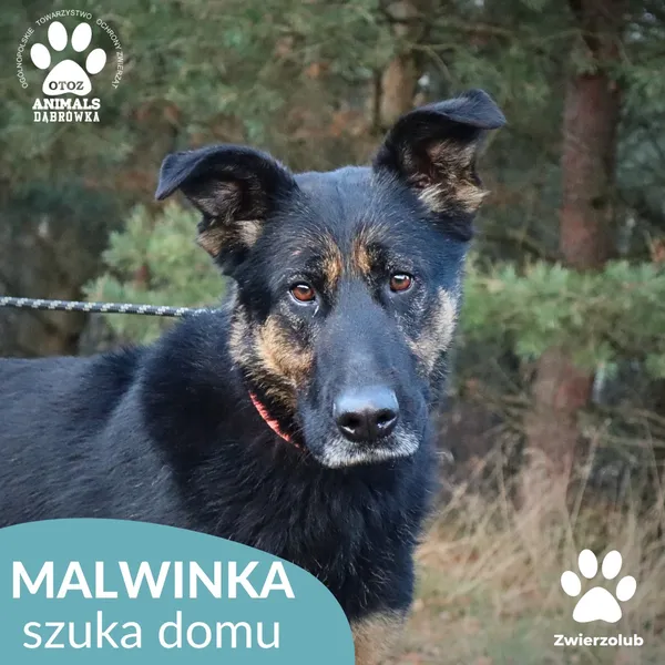 Pies do adopcji, Dąbrówka, 23 grudnia 2025 (2/4)