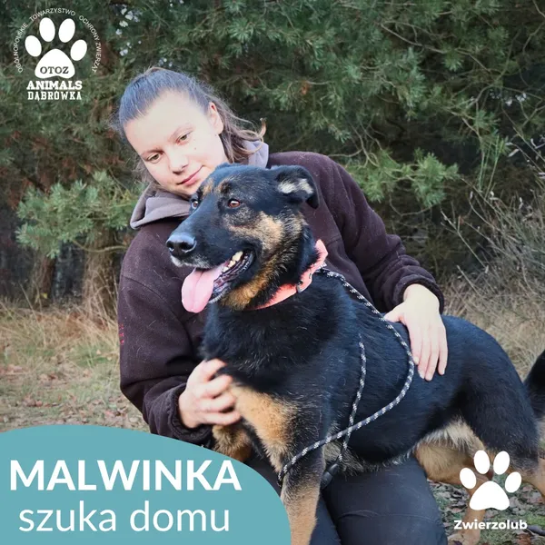 Pies do adopcji, Dąbrówka, 23 grudnia 2025 (3/4)