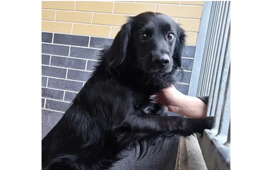 Znaleziono psa, Wrocław, 16 grudnia 2025