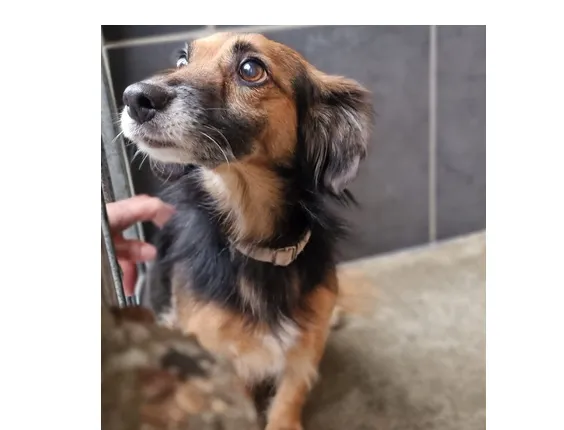 Znaleziono psa, Wrocław, 10 grudnia 2025