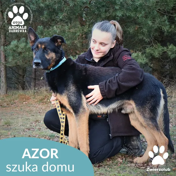 Pies do adopcji, Dąbrówka, 23 grudnia 2025 (2/4)