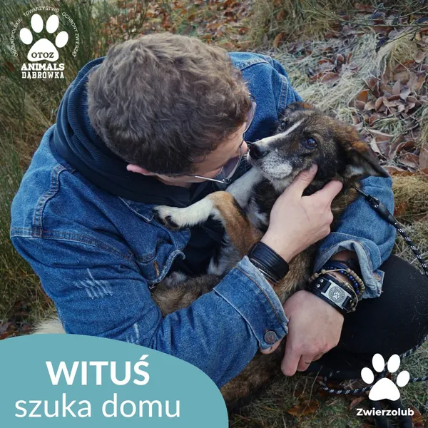 Pies do adopcji, Dąbrówka, 23 grudnia 2025 (4/4)