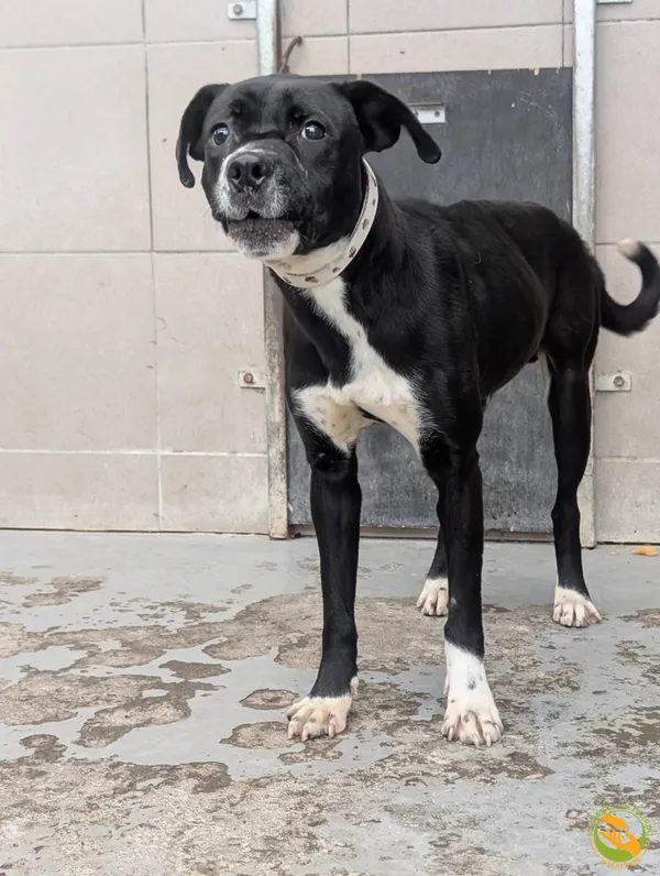 Znaleziono psa, Skałowo, 23 grudnia 2025 (1/2)