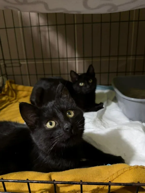 Kot do adopcji, Głowno, 23 grudnia 2025 (1/4)