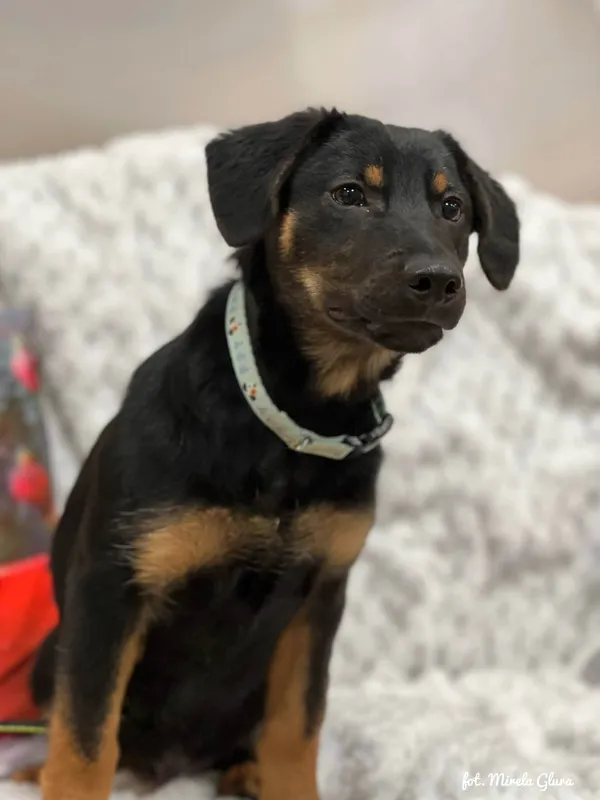 Pies do adopcji, Bydgoszcz, 23 grudnia 2025 (5/5)