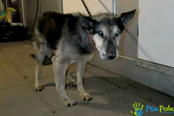 Pies do adopcji, Racławice, 19 grudnia 2025 (1/2)