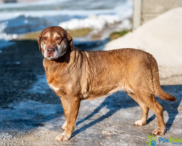 Pies do adopcji, Racławice, 22 grudnia 2025 (2/5)