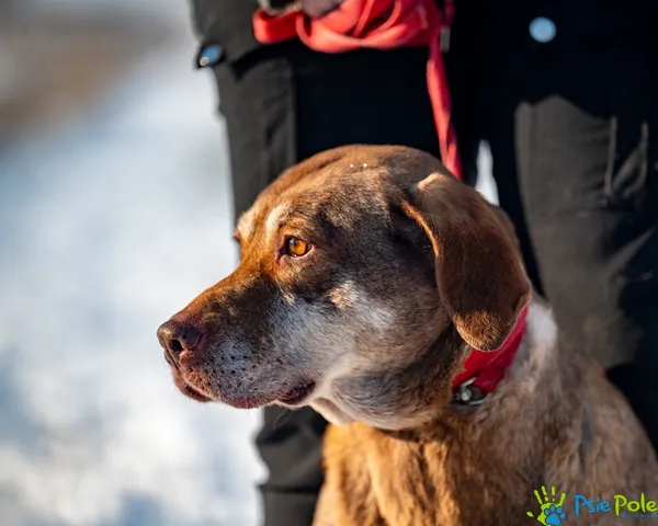 Pies do adopcji, Racławice, 22 grudnia 2025 (4/5)