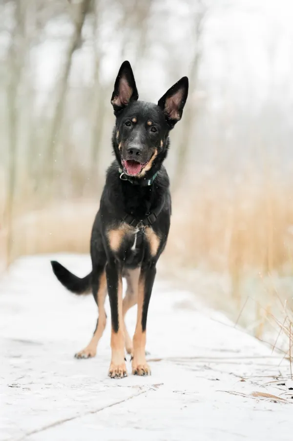 Znaleziono psa, Sosnowiec, 19 grudnia 2025 (1/5)