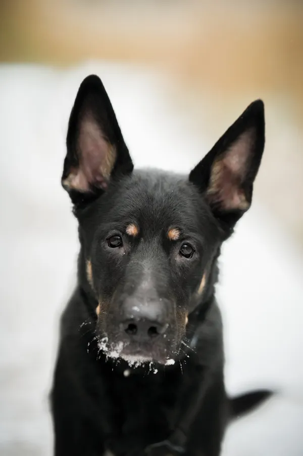 Znaleziono psa, Sosnowiec, 19 grudnia 2025 (5/5)